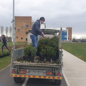 Mr Terry arriving with our Portuguese Laurel Hedging supplied by T & C Garden Center in Mountmellick.